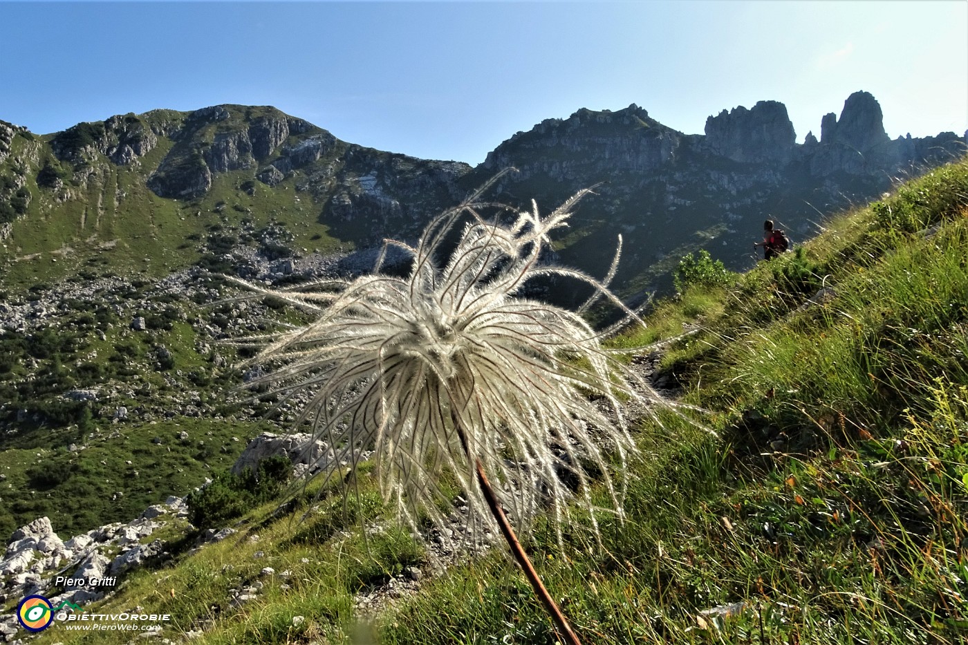 03 Pulsatilla alpina in fruttescenza con vista a sx sulla Corna Grande (versante W).JPG